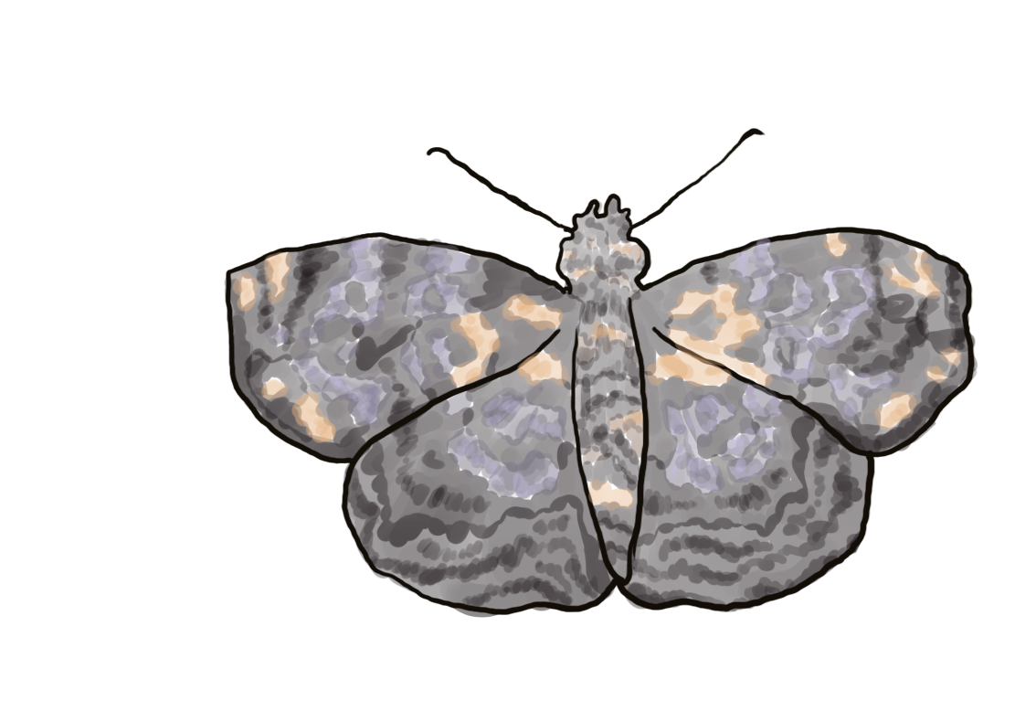 Gorgythion butterfly